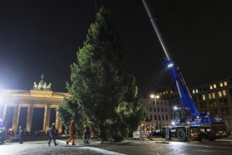 THW volunteers set up the Christmas tree delivered from Thuringia in front of the Brandenburg Gate,