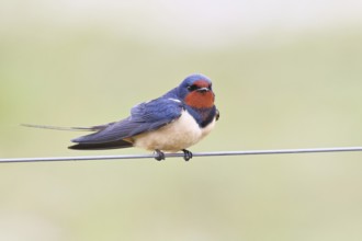 Barn swallow (Hirundo rustica) sitting on a pasture fence, wildlife, animals, birds, swallows,