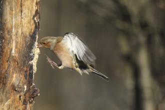 Chaffinch (Fringilla coelebs) male in flight, approach to forage wood, winter feeding, Allgäu,