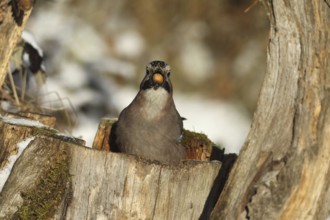 Eurasian Jay (Garrulus glandarius) with acorn (Quercus) in its beak, feeding in the forest during