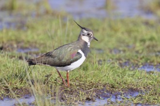 Lapwing (Vanellus vanellus), gorgeous dress, looking for food in a swampy meadow, wildlife,
