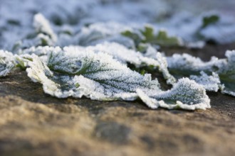 Gänsefinerkraut (Potentilla anserina), North Rhine-Westphalia, Germany