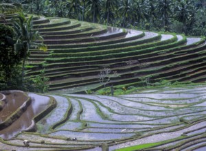 Terrace rice paddies north of Antosari, Bali, Indonesia