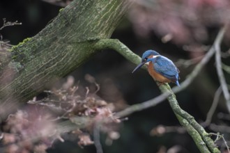 Kingfisher (Alcedo atthis), Emsland, Lower Saxony, Germany