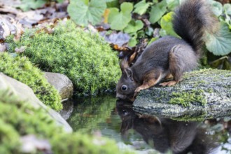 Squirrel (Sciurus vulgaris), Emsland, Lower Saxony, Germany