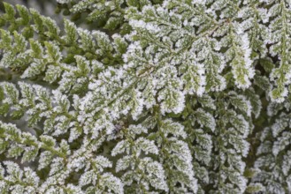 Fern (Polystichum setiferum) with hoarfrost, Emsland, Lower Saxony, Germany