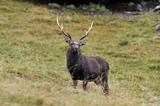 Sika deer (Cervus nippon) standing in meadow, Parc de Merlet, Chamonix-Mont-Blanc, Haute-Savoie,