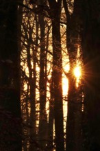 Forest on a November evening, sunset, autumn, Germany