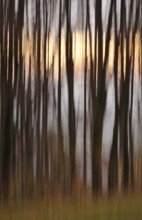 Forest in November, abstracted, blurring, autumn, Germany