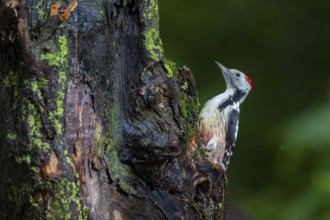 Middle woodpecker (Dendrocopus medius) Germany