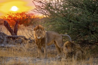 Sunset, two maned lions, siblings lying in the grass, lion (Panthera Leo), savuti, Chobe National