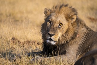 Maned lion (Panthera Leo) lying in grass, savanna, Savuti, Chobe National Park National Park,