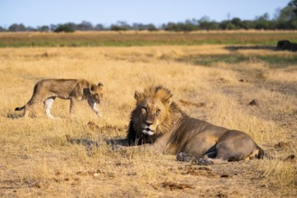 Maned lion and young animals, lion (Panthera Leo) lying in grass, savuti, Chobe National Park