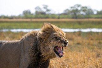 Maned lion, lion (Panthera Leo) hisses, savuti, Chobe National Park National Park, Botswana