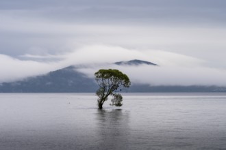 A single tree in Lake Taupo. Waikato, North Island, New Zealand
