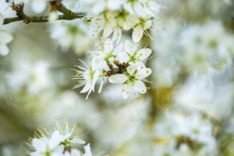 Blackthorn (Prunus spinosa) Blossoms flowering in spring, Bavaria, Germany, Europe, Helena,