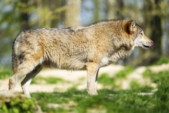 Eastern wolf (Canis lupus lycaon) standing on a meadow, Bavaria, Germany