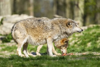 Eastern wolf (Canis lupus lycaon) standing on a meadow, Bavaria, Germany
