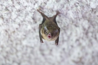 Lesser mouse-eared myotis (Myotis blythii) bat hanging on a wall, Bavaria, Germany