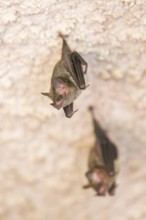 Lesser mouse-eared myotis (Myotis blythii) bats hanging on a wall, Bavaria, Germany