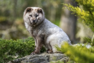 Arctic fox (Vulpes lagopus) sitting on a rock, Bavaria, Germany