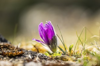 Pasque flower (Pulsatilla vulgaris), blooming, sunset, Bavaria, Germany