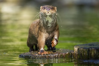 Eurasian otter (Lutra lutra) on a tree trunk in the water of a little lake, Bavaria, Germany