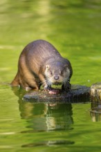 Eurasian otter (Lutra lutra) on a tree trunk in the water of a little lake, Bavaria, Germany