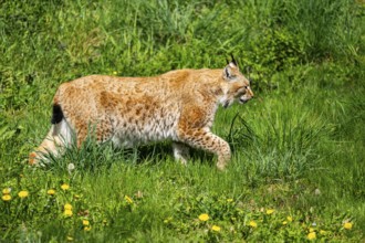 Eurasian lynx (Lynx lynx), walking on a meadow, Bavaria, Germany