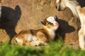 Domestic goat (Capra hircus) youngster lying on the ground, Bavaria, Germany
