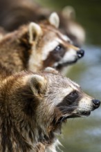 Common raccoon (Procyon lotor), portrait, Bavaria, Germany