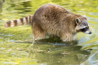 Common raccoon (Procyon lotor) in the water of a little lake, Bavaria, Germany