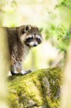 Common raccoon (Procyon lotor) standing on the ground, Bavaria, Germany