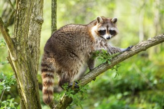Common raccoon (Procyon lotor) climbing up a tree, Bavaria, Germany