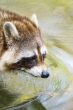 Common raccoon (Procyon lotor) in the water of a little lake, Bavaria, Germany