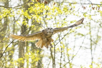 Eurasian eagle-owl (Bubo bubo) landing, captive, Bavaria, Germany