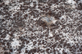 Structure and pattern, trees in the dry season, arid landscape, aerial view of the Okavango Delta,