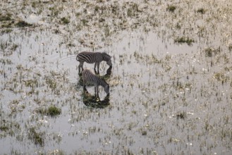 Steppe zebras (Equus quagga) drinking by the river, aerial view, Okavango Delta, Botswana