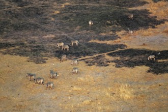 Steppe zebras (Equus quagga) grazing in arid landscape, aerial view, Okavango Delta, Botswana