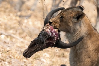 Lion pack with kill, lion (Panthera Leo) eats buffalo, savanna, Moremi Game Reserve, Botswana