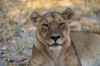 Female, Lion (Panthera Leo), Moremi Game Reserve, Botswana