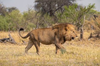Maned lion, lion (Panthera Leo) runs to the side, savanna, Moremi Game Reserve, Botswana