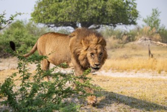 Maned Lion, Lion (Panthera Leo) runs, Savanna, Moremi Game Reserve, Botswana