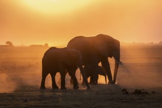 African elephant (Loxodonta africana), silhouette, sunset, atmospheric light, Ihaha, Chobe National