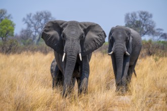 African elephant (Loxodonta africana) in dry savanna, Bwabwata National Park, Caprivi Strip,