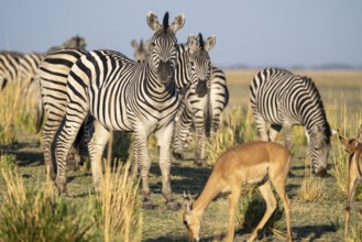 Impalas and steppe zebras (Equus quagga), atmospheric lighting, Ihaha, Chobe National Park National