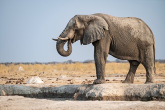 African elephant (Loxodonta africana) drinking at waterhole, Nxai Pan National Park, Botswana