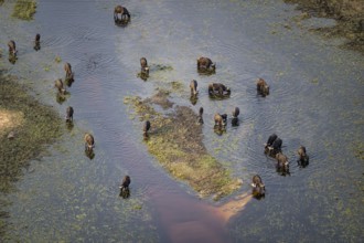 Kaffir buffalo (Syncerus caffer caffer), flock drinking in the river, aerial view, Okavango Delta,