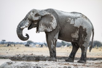 African elephant (Loxodonta africana) drinking at waterhole, Nxai Pan National Park, Botswana