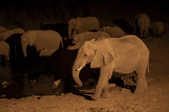 Night view, African elephant (Loxodonta africana), at Halali waterhole, Etosha National Park,